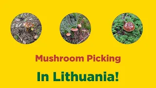 Mushroom Picking In Lithuania 🇱🇹