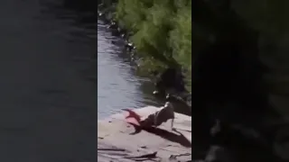 Real mermaid caught on video.