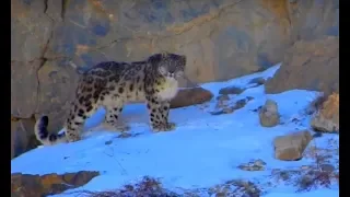 Snow Leopard of the Himalaya: most magnificent cat