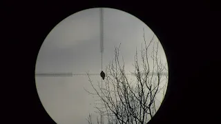 Crow hunting Кроухантинг. Новогодний отстрел вредителей!