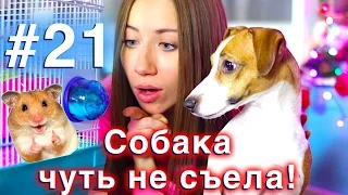 ЧТО-ТО ПОШЛО НЕ ТАК ХОМЯК ДРАЗНИТ СОБАКА РЕАГИРУЕТ - КОНКУРС #21 | Elli Di Pets