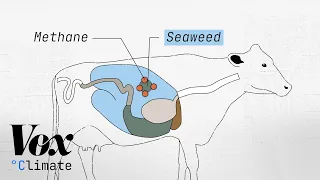 Cow burps are a climate problem. Can seaweed help?