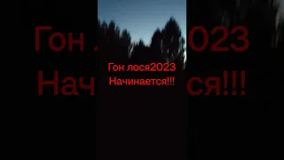 Дождались!!! Гон лося 2023!!! Первый паровоз!!!