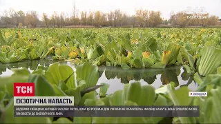 Екзотична рослина заполонила водойми Київської області