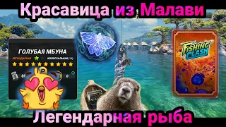 Красавица из Малави/ Новая легендарная рыба / Последняя награда / Fishing Clash: Реальная рыбалка