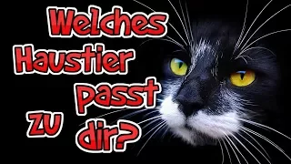 Welches Haustier passt zu dir?