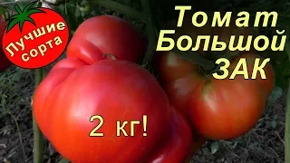 Томат Большой ЗАК (лучшие сорта томатов)