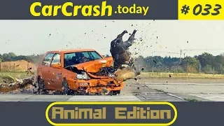 ★ BEST NEW | ANIMAL Car Crash Compilation |2018|HD| #033 ★ Germany || USA || Russia