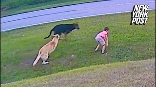 Hero German shepherd saves 6-year-old boy from attack by neighbor’s dog | New York Post