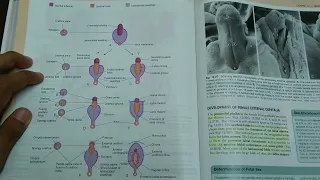 Development Of Male And Female External Genitalia - ANATOMY