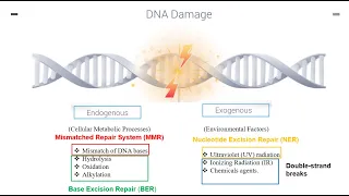 DNA Repair Mechanisms Part 1