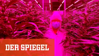 Cannabis-Legalisierung kommt: Wie steht es um das deutsche Gras? | DER SPIEGEL