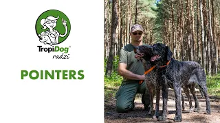 A German shorthaired pointer and a German wirehaired pointer