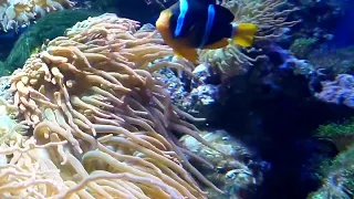 Морской аквариум 28 ... Клоун ! Морской рифовый аквариум .Amphiprion Clarki .