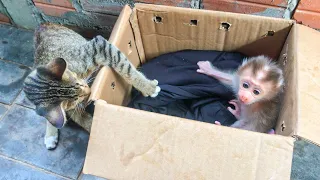 First reaction pet cat met baby monkey Ella | Pet Cat Like To Play With Monkey Ella