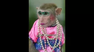 Science Monkey episode 12 - Is female sexuality more fluid?