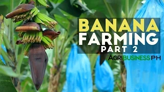 How to grow Banana Tree Part 2 : Banana Farm Management  | Agribusiness Philippines