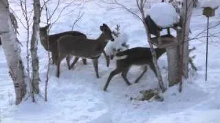 Beauty of Nature:  Baby Deer With Mom in Winter Wonderland