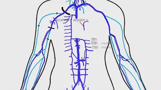 Veins of Thorax and Abdomen | Inferior vena cava | Azygos vein | Portal vein | Coronary sinus