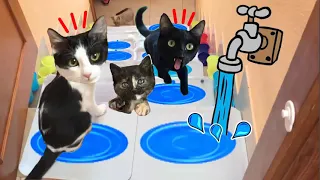 Gatos Luna y Estrella reaccionando a el desafío de la escalera con agua / Videos de gatitos