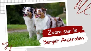 🐺 Zoom sur le Berger Australien 32/344 | RACE