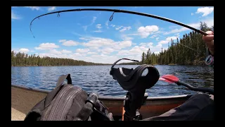 Mad Fishing and Wildlife...And Bears!   4K