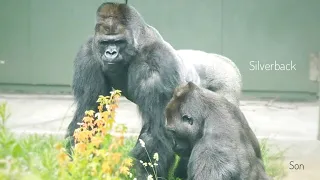 Silverback Gorilla Forgives His Teenage Son | The Shabani's Group