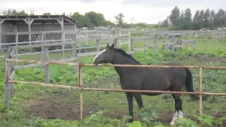 Лошадь беспокоится и ржет