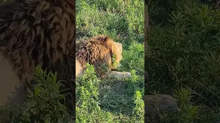 Так общаются львы. Парк Львов. Абхазия.