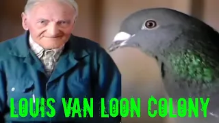 Too Strong, dominant and  Superior’ for the Competitors - The LOUIS VAN LOON Colony