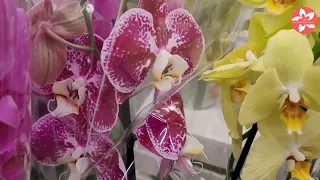 Прекрасные орхидеи в ОБИ на Боровском шоссе. Обзор с ценами