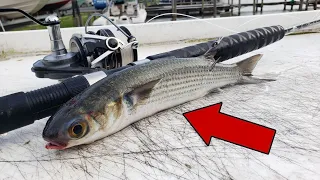 Fishing with BIG LIVE BAIT - Crazy Power!