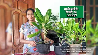 ඇග්ලොනිමා වගාව හා නඩත්තුව සිංහලෙන් /Aglaonema wagawa sri lanka /agalonema plant care in sinhala 2022