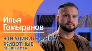 Эти удивительные животные. Илья Гомыранов. Лекция 6 из 6