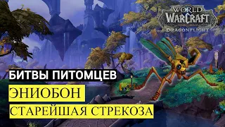 Побеждаем ЭНИОБОН | СТАРЕЙШАЯ СТРЕКОЗА | БИТВЫ ПИТОМЦЕВ | Dragonflight: World of Warcraft