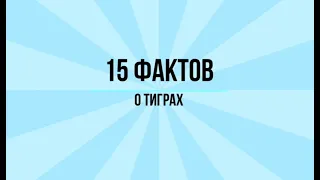 15 интересных  фактов о тиграх.