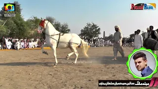 Horse Dance l 17/18 November 2020 l Merik Shareef Shorkot l Sain Bhadur Sultan Bukkhari l Merik 20