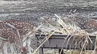 Spotted Deer Eating A Rare Moment