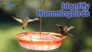 How To Identify Different Types Of Hummingbirds