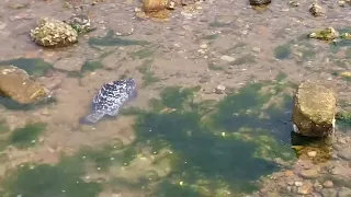 A huge monkfish was stranded on the beach, and a large lobster was caught