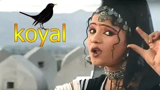 राजस्थान में ये प्यारा गाना जबरजस्त धूम मचा रहा है || Koyal|| कोयल || रानी रंगीली