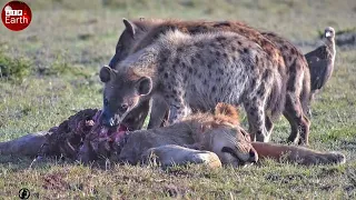Here's Old Lion Banished Helpless Before Hyenas Attack