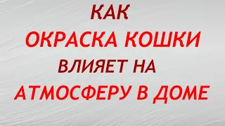 Как окраска кошки влияет на атмосферу в доме. Народные приметы и поверья.