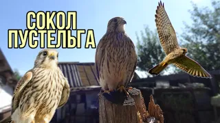 Выпуск сокола Пустельги // Kestrel release