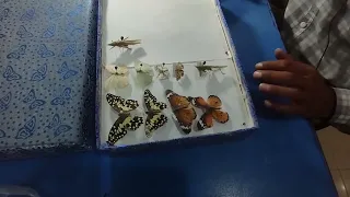 How to set Insects in Insect box | insect setting | insect Box