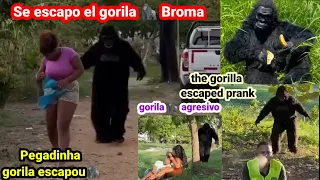 Broma del gorila agresivo 🦍/ pegadinha gorila escapou / The gorila escaped prank