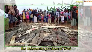 News - Indonesia mob kills nearly 300 crocodiles