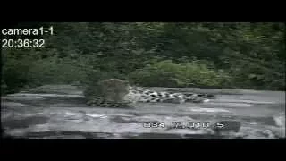 Дальневосточный леопард отдыхает как домашний кот/The Amur leopard is resting like a housecat