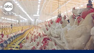 Largest producer of fresh eggs in the U.S. temporarily halts production after finding bird flu