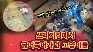 굶어 죽어가던 가족을 살리기 위해 고양이가 4층에서 뛰어 내렸어요 (고양이 탐정)